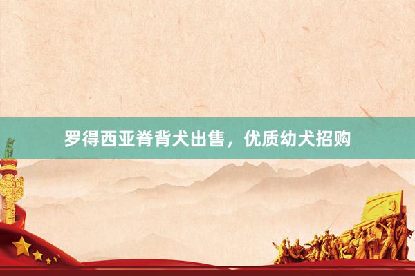 罗得西亚脊背犬出售，优质幼犬招购